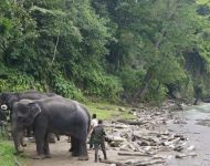 Rangers met de olifanten voorafgaand aan de Jungletocht in Tangkahan